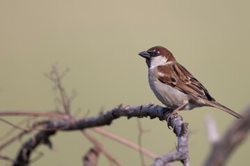 The male Italian sparrow (Passer italiae)