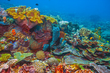 Coral reef South Pacific