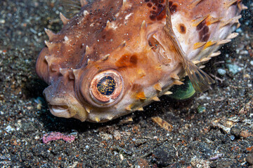 Pufferfish in South Pacific on ocean floor - obrazy, fototapety, plakaty