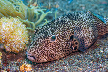 Pufferfish in South Pacific on ocean floor © John Anderson