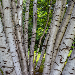Paper birch treees in summer
