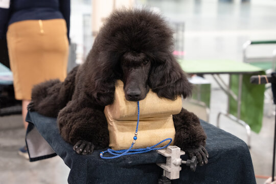 standard poodle resting on grooming table waiting to be brushed and groomed