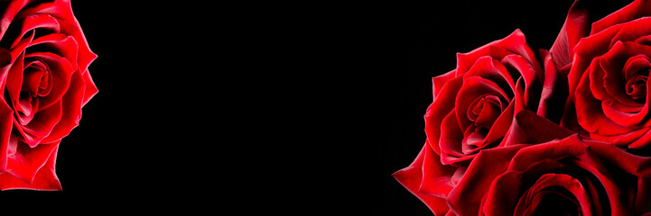 Red rose on a black background, banner