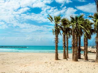Beautiful palm trees on the beach resort in the summer holiday in Tel Aviv, Israel