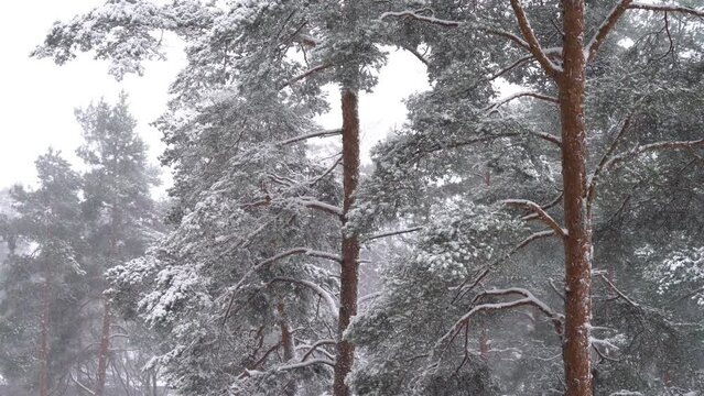 Landscape with heavy snowfall and pine trees in winter dense forest on cold quiet evening ib Finland