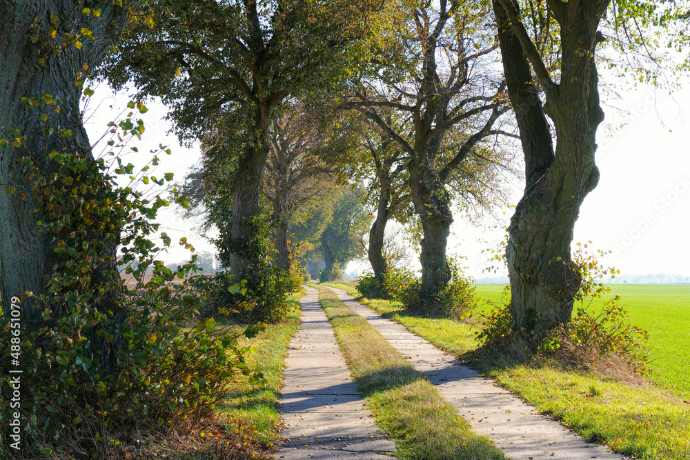 Poster Allee in der Uckermark im Herbst, kleiner Feldweg - Tree avenue in autumn, small field path