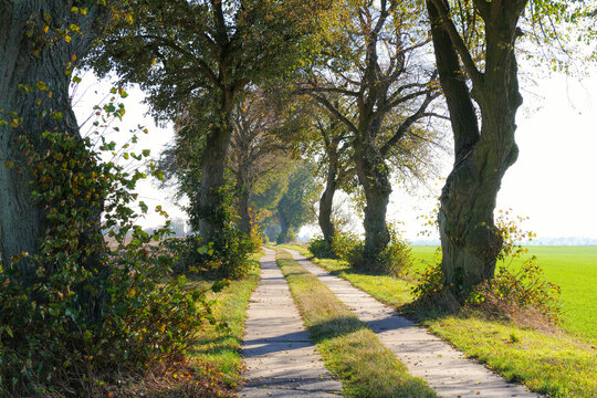 Allee in der Uckermark im Herbst, kleiner Feldweg - Tree avenue in autumn, small field path