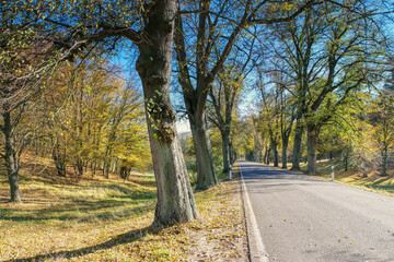 Fototapeta na wymiar Lindenallee im Herbst - a lime tree avenue in autumn