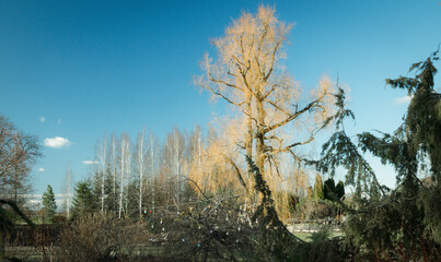 A large willow tree in a rural garden landscape in spring; sunshine on a blue sky background