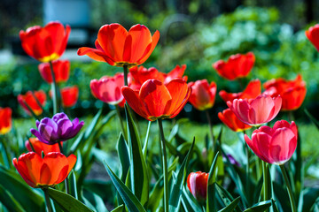 red tulips in the garden