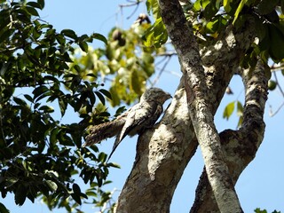 The common potoo, or poor-me-ones (Nyctibius griseus), or urutau is one of seven species within the genus Nyctibius. Amazon rainforest, Brazil.