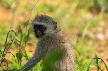 Monkey