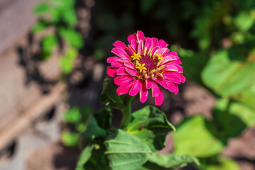 Red zinnia elegans flower in the garden, selective focus.