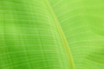 Tropical banana palm tree green leaf Close up texture as background. Natural eco background of exotic banana palm leaves plant foliage texture. Summer Jungle eco tropical Concept