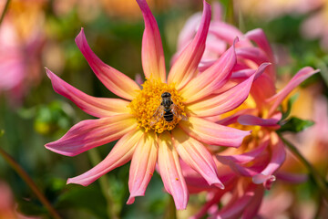 Close up of a pink dahlia