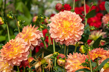 Pink dahlias in bloom