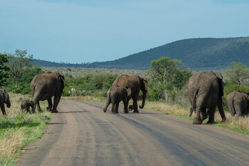 African Elephant