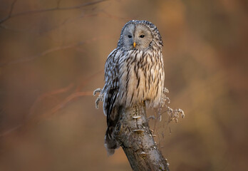 Ural owl ( Strix uralensis ) close up