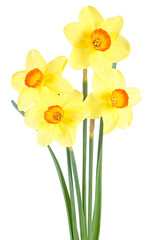 Bouquet of yellow daffodil flowers isolated on a white background. Narcissus flower.