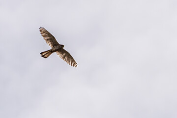 hawk in flight