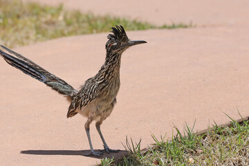 roadrunner