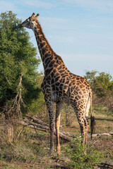 Giraffe