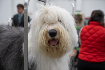 old english sheep dog close up portrait is looking at you