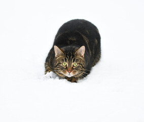 Pet cat playing in the snow