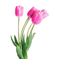 Bouquet of five pink tulips isolated on white background - obrazy, fototapety, plakaty