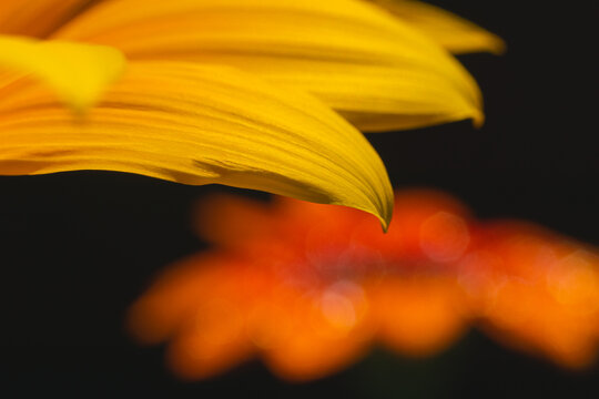 Close up yellow gazania flower petal view in front of blurred orange gazania flower.