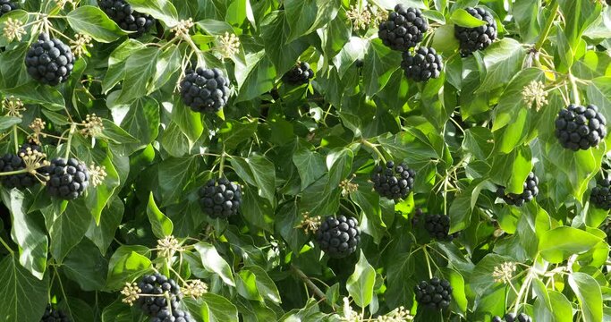 Hedera helix or Common ivy green leaves with purple-black berries ripening in winter covering a wall
