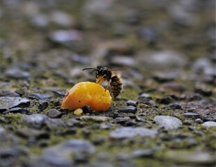 Wasp and apricot 