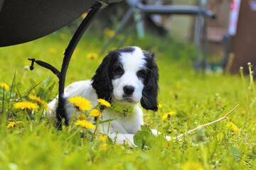 Puppy in the garden