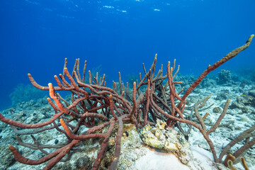 Seascape with various fish, coral, and sponge in the coral reef of the Caribbean Sea, Curacao
