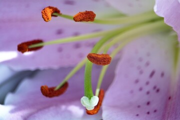 close up of a lily