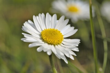 daisy flower