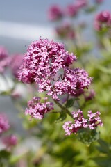 close up of lilac flowers