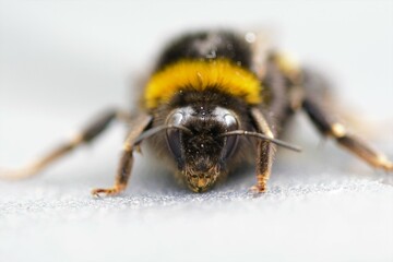 bee on white background