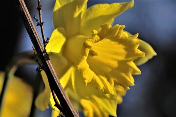 yellow daffodil flower