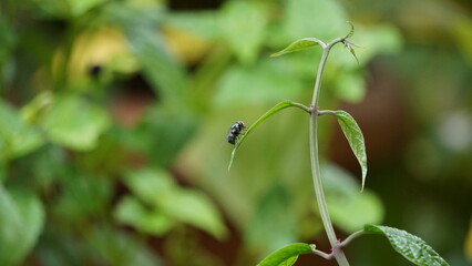 insect in leaf