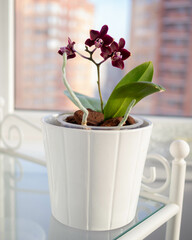 Phalaenopsis Esme