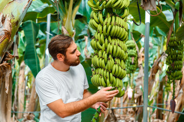 Man Farmer agronomist checks the fruits banana harvest from young palm trees against plantation, tropical garden, rural farm. Banana fruit production at banana farm