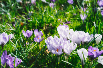 Purple and white crocus flowers in green grass, awakening in spring green grass in a sunny day. Blooming springtime. Soft selective focus. Copy space.