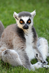 Ring-tailed lemur, animal photography, close up.