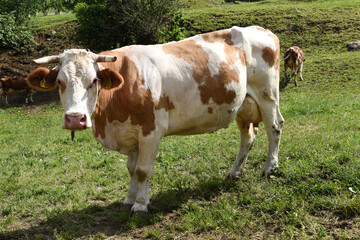 Fototapeta na wymiar mucca vacca