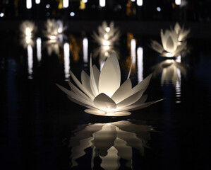 Photo of a glowing water lily in the lake