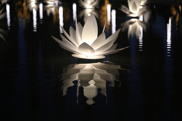 Photo of a glowing water lily in the lake