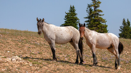 Young blue roan and red roan wild horse colts on hillside in the Pryor Mountains wild horse range in Montana United States