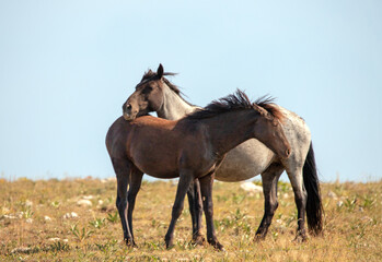Young black sorrel and blue roan wild horse mustangs colts in the Pryor Mountains wild horse refuge in Montana United States