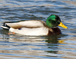 mallard duck on the water